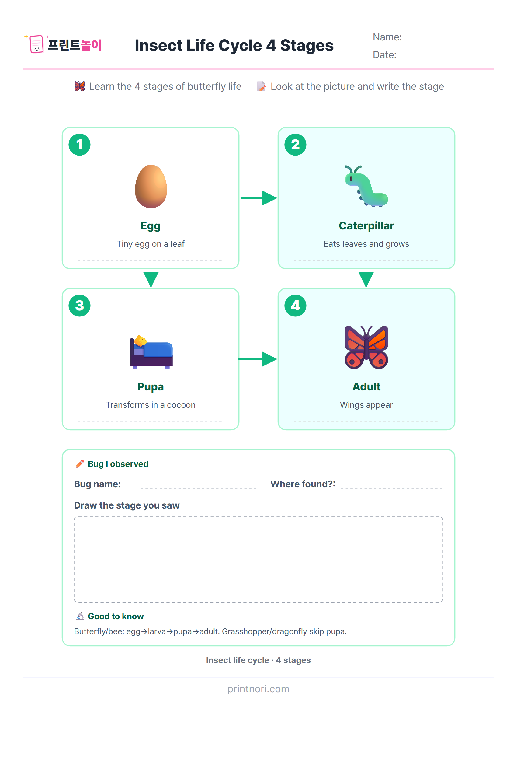 Insect Life Cycle (4 Stages) - PrintNori | Free Printable Materials